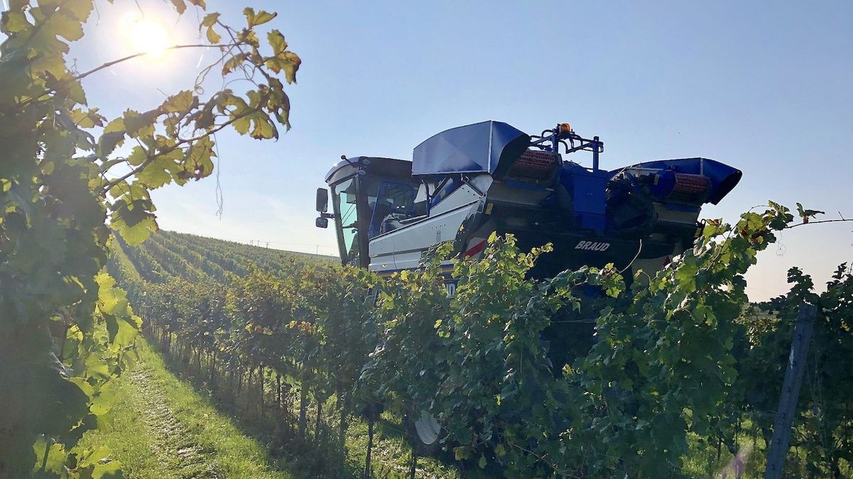 Při sklizni hroznů na Moravě pomáhají ve vinohradech kombajny